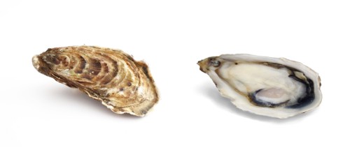 Oysters - Pacific