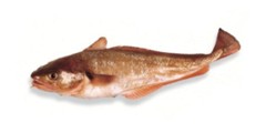 红鳕鱼